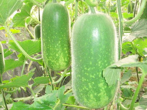 全国网红吃瓜网站大全,揭秘全国网红吃瓜网站大全