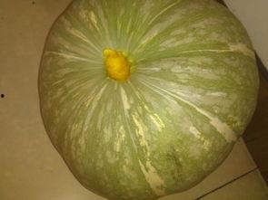 吃瓜都是哪个网红啊