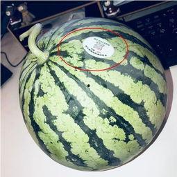 有吃瓜视频的网红吗,揭秘有吃瓜视频的神秘网红