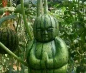 韩城吃瓜网红事件真相,真相背后的网络舆论风暴